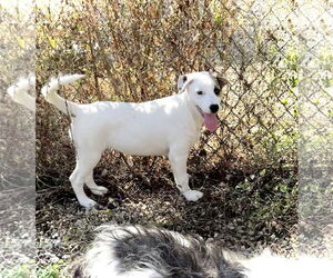 Mutt Dogs for adoption in Estherville, IA, USA