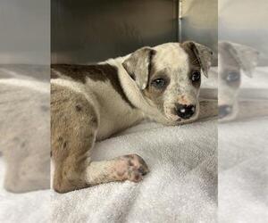 Plott Hound-Unknown Mix Dogs for adoption in Waco, TX, USA