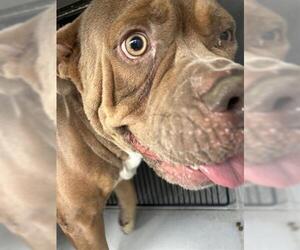 American Pit Bull Terrier Dogs for adoption in Houston, TX, USA