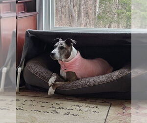 Boxer-Unknown Mix Dogs for adoption in Derwood, MD, USA
