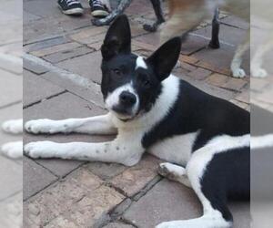 Basenji Dogs for adoption in Von Ormy, TX, USA