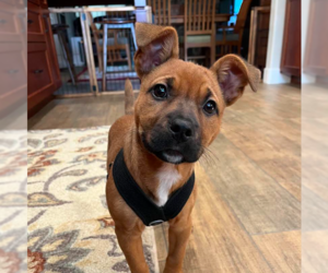 Mutt Dogs for adoption in Davis, CA, USA