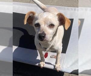 Dachshund Dogs for adoption in Oakley, CA, USA