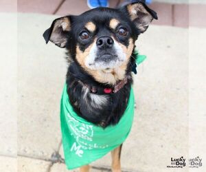 Chihuahua-Unknown Mix Dogs for adoption in Washington, DC, USA