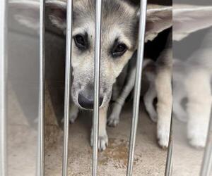 German Shepherd Dog-Unknown Mix Dogs for adoption in Oklahoma City, OK, USA