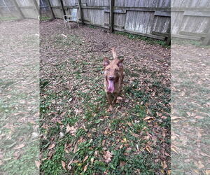 Mutt Dogs for adoption in Jackson, MS, USA