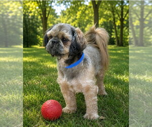 Shih Tzu Dogs for adoption in Bon Carbo, CO, USA