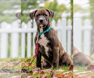 Staffordshire Bull Terrier-Unknown Mix Dogs for adoption in Duluth, MN, USA