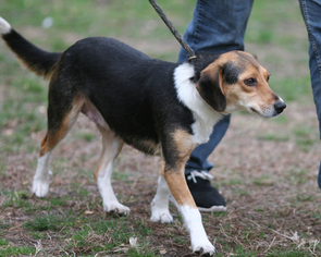 Small Beagle Mix