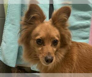 Chiranian Dogs for adoption in pomona, CA, USA