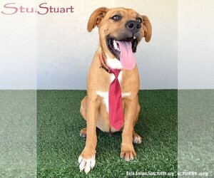 Mutt Dogs for adoption in San Diego, CA, USA