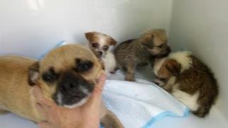 Pughasa Dogs for adoption in Houston, TX, USA