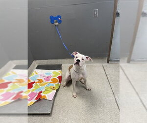 Boxer Dogs for adoption in Tallahassee, FL, USA