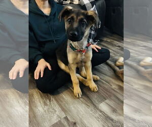 Shepradors Dogs for adoption in Princeton, MN, USA