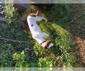 Treeing Walker Coonhound Dogs for adoption in Standish, MI, USA