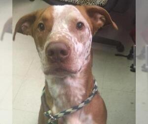 Great Dane Dogs for adoption in Roanoke, VA, USA