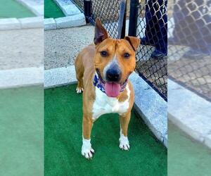 Bull Terrier-Unknown Mix Dogs for adoption in Perth Amboy, NJ, USA