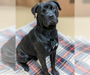 Rottweiler-American Pit Bull Terrier Dogs for adoption in Chula Vista, CA, USA