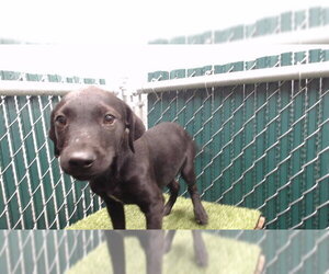 Mutt Dogs for adoption in Downey, CA, USA