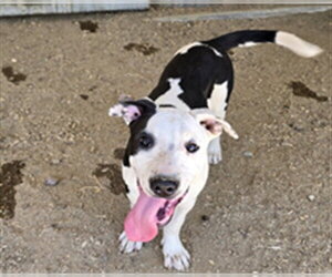 Shepradors Dogs for adoption in South Lake Tahoe, CA, USA