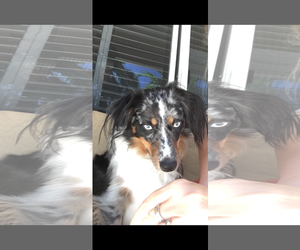 Australian Shepherd Dogs for adoption in Royal Palm Beach, FL, USA