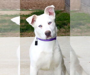 Siberian Husky-Unknown Mix Dogs for adoption in Evansville, IN, USA