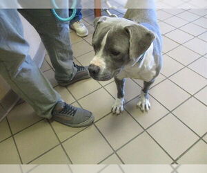 American Pit Bull Terrier Dogs for adoption in Ocala, FL, USA
