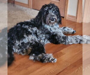 Poodle (Standard)-Wheaten Terrier Mix Dogs for adoption in Vail, AZ, USA