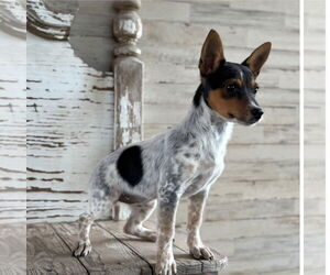 Rat-Cha Dogs for adoption in Carrollton, TX, USA