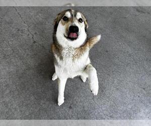 Siberian Husky-Unknown Mix Dogs for adoption in Grand Prairie, TX, USA
