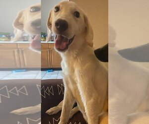 Labrador Retriever Dogs for adoption in Willcox, AZ, USA