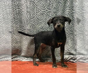 Labrador Retriever-Unknown Mix Dogs for adoption in Wetumpka, AL, USA
