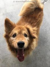 Chow Chow Dogs for adoption in Palmetto, FL, USA