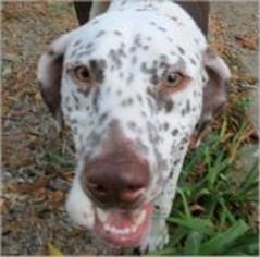 Dalmatian Dogs for adoption in Alexandria, VA, USA