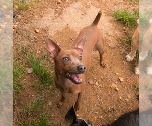 Miniature Pinscher Dogs for adoption in Shreveport, LA, USA
