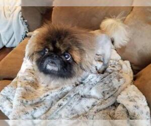 Pekingese Dogs for adoption in Inver Grove, MN, USA