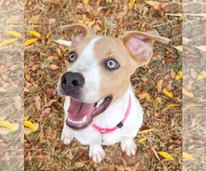 Mutt Dogs for adoption in Oakhurst, NJ, USA
