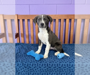 Labrenees Dogs for adoption in Genesee, WI, USA