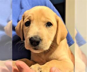 Labrador Retriever Dogs for adoption in Newport, KY, USA