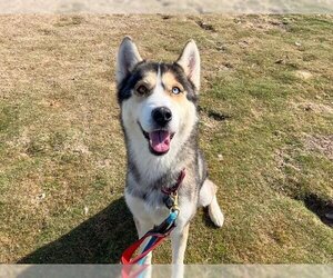 Siberian Husky Dogs for adoption in Orange, CA, USA