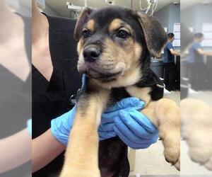 German Shepherd Dog-Unknown Mix Dogs for adoption in Riverside, CA, USA