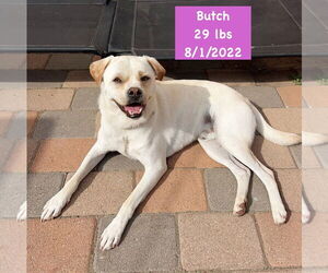 American Bulldog-Labrador Retriever Mix Dogs for adoption in West Hollywood, CA, USA