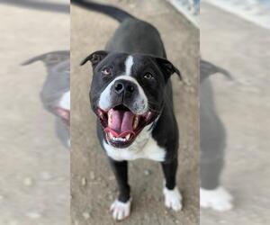 American Pit Bull Terrier Dogs for adoption in Riverside, CA, USA