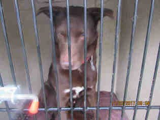 Sheprador Dogs for adoption in Murfreesboro, TN, USA