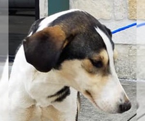 Alaskan Husky-Collie Mix Dogs for adoption in Houston, TX, USA