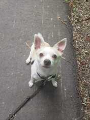 Chihuahua Dogs for adoption in Traverse City, MI, USA