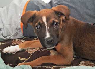 Mutt Dogs for adoption in Durham, NC, USA