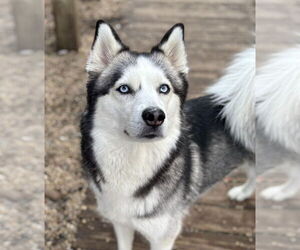 Siberian Husky Dogs for adoption in Matawan, NJ, USA