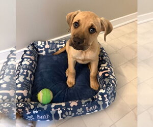 Boxer-Unknown Mix Dogs for adoption in Chester, VA, USA