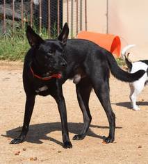 Schipperke Dogs for adoption in Oro Valley, AZ, USA